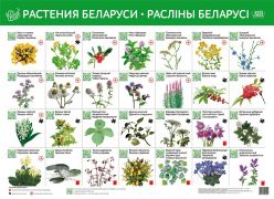 Растения Беларуси. Раслiны Беларусi. Интерактивный плакат