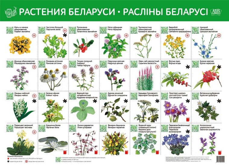 Растения Беларуси. Раслiны Беларусi. Интерактивный плакат