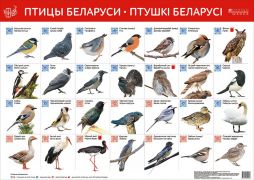 Птицы Беларуси. Птушкі Беларусі (Интерактивный плакат на рус.и бел.яз.)