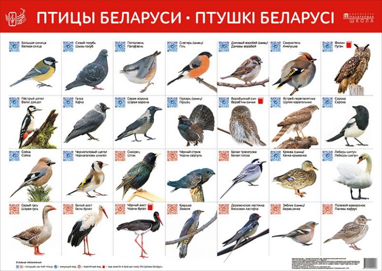 Птицы Беларуси. Птушкі Беларусі (Интерактивный плакат на рус.и бел.яз.)