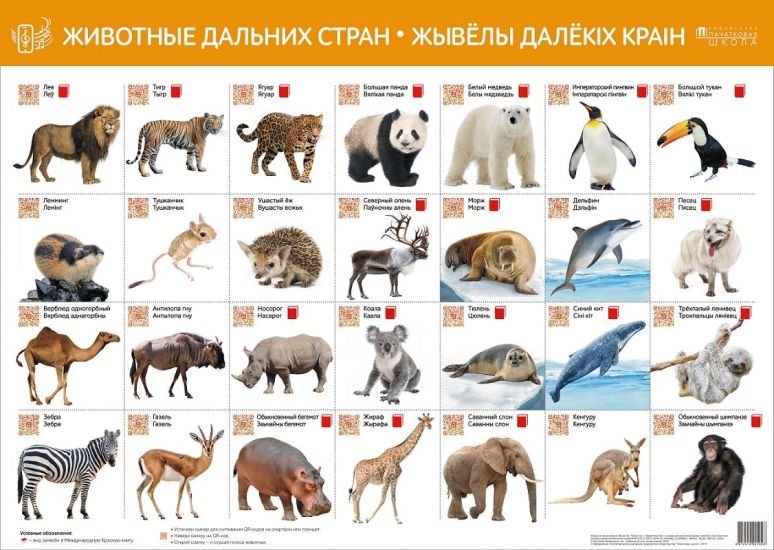 Животные дальних стран. Жывелы далекіх стран. Интерактивный плакат