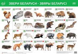 Звери Беларуси * Звяры Беларусi. Интерактивный плакат