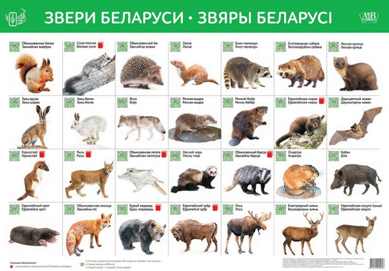 Звери Беларуси * Звяры Беларусi. Интерактивный плакат