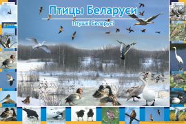 Птицы Беларуси  (А1)