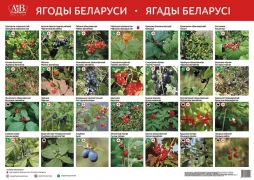 Ягоды Беларуси. Ягады Беларусі. Развивающий фотоплакат для современных детей