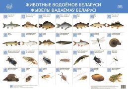 Животные водоёмов Беларуси. Жывёлы вадаёмаў Беларусі (интерактивный плакат) (50х70 см)