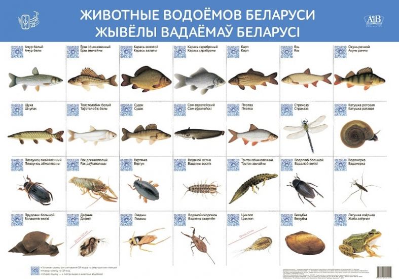 Животные водоёмов Беларуси. Жывёлы вадаёмаў Беларусі (интерактивный плакат) (50х70 см)